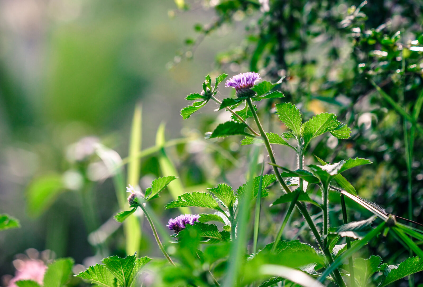 Olympus OM-D E-M1 Mark II sample photo