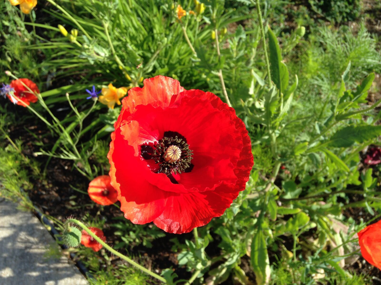 Apple iPhone 5c sample photo. Flower, poppy, red photography