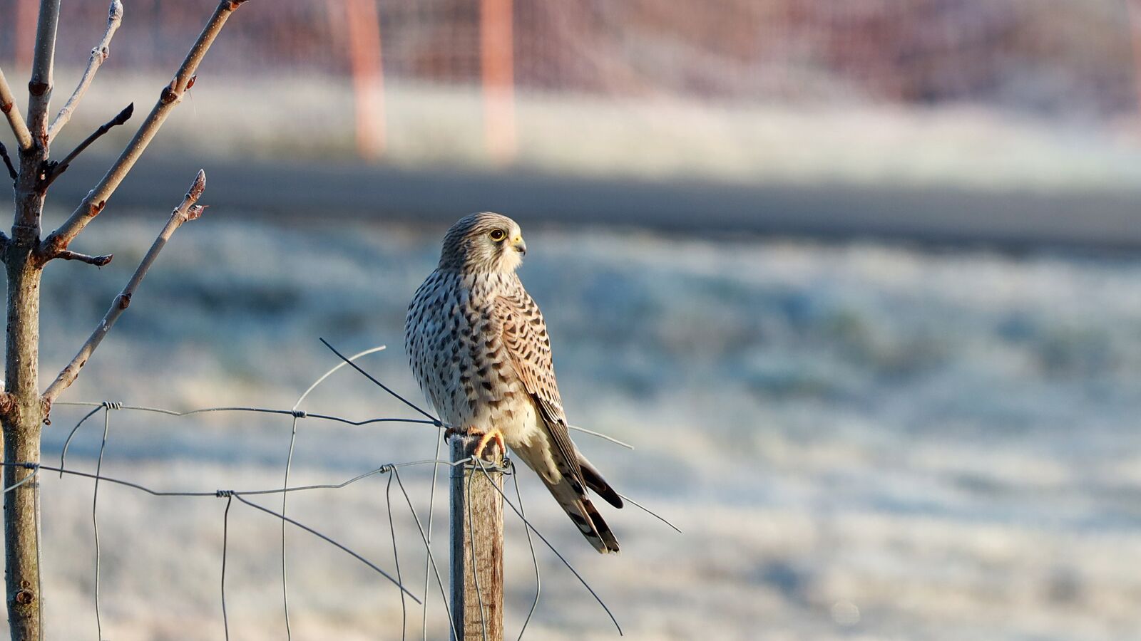 Canon EOS R + Canon EF 70-300 F4-5.6 IS II USM sample photo. Falcon, bird, raptor photography