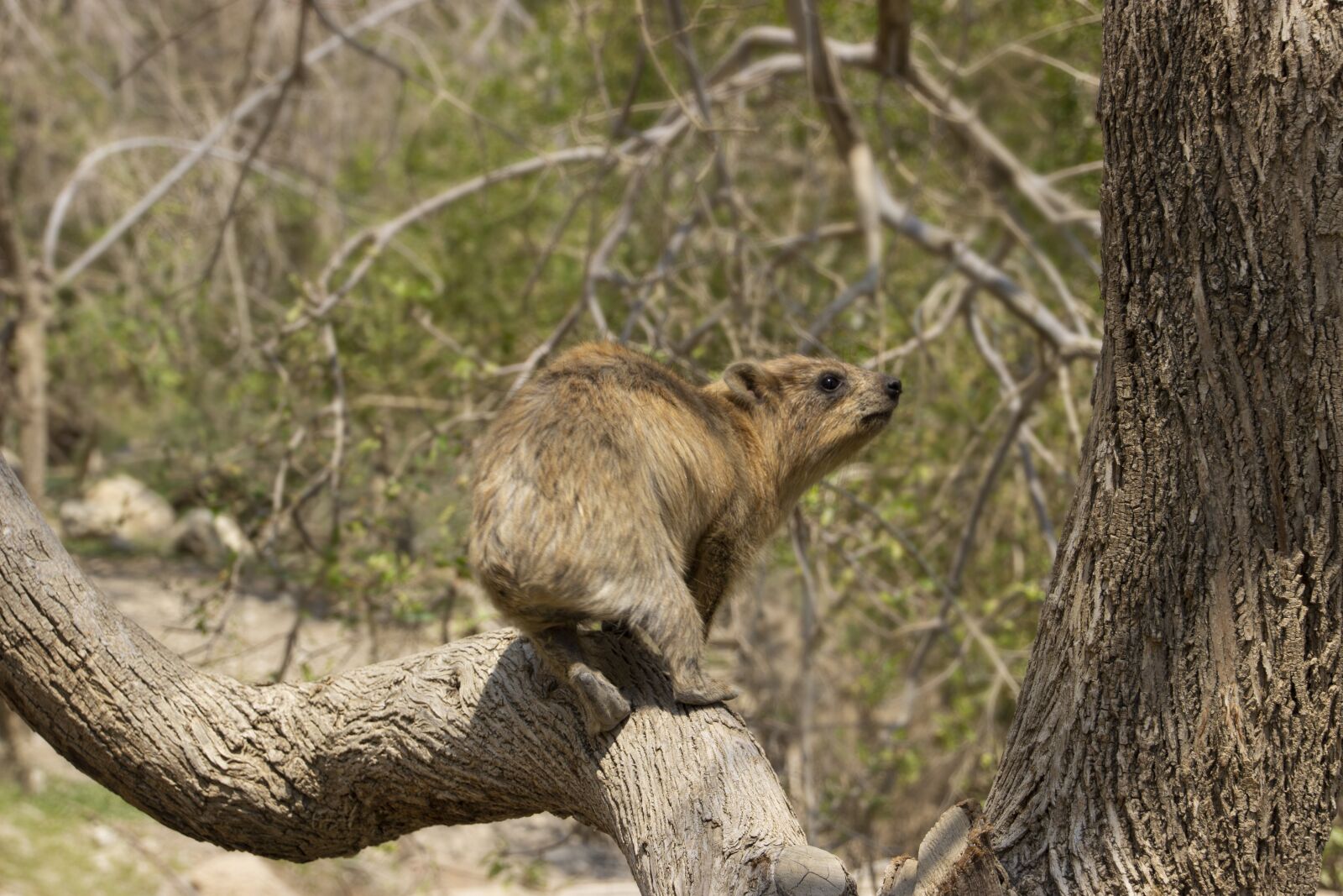 Canon EOS 600D (Rebel EOS T3i / EOS Kiss X5) sample photo. Rock hyrax, animal, nature photography
