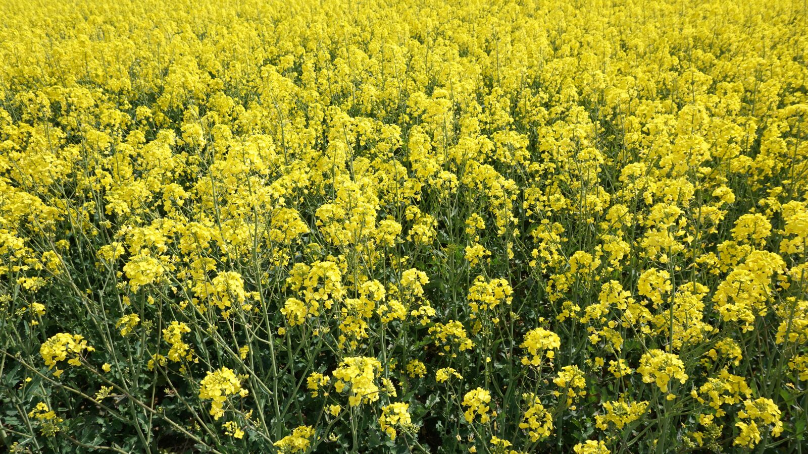 Sony a6000 sample photo. Oilseed rape, yellow, sky photography