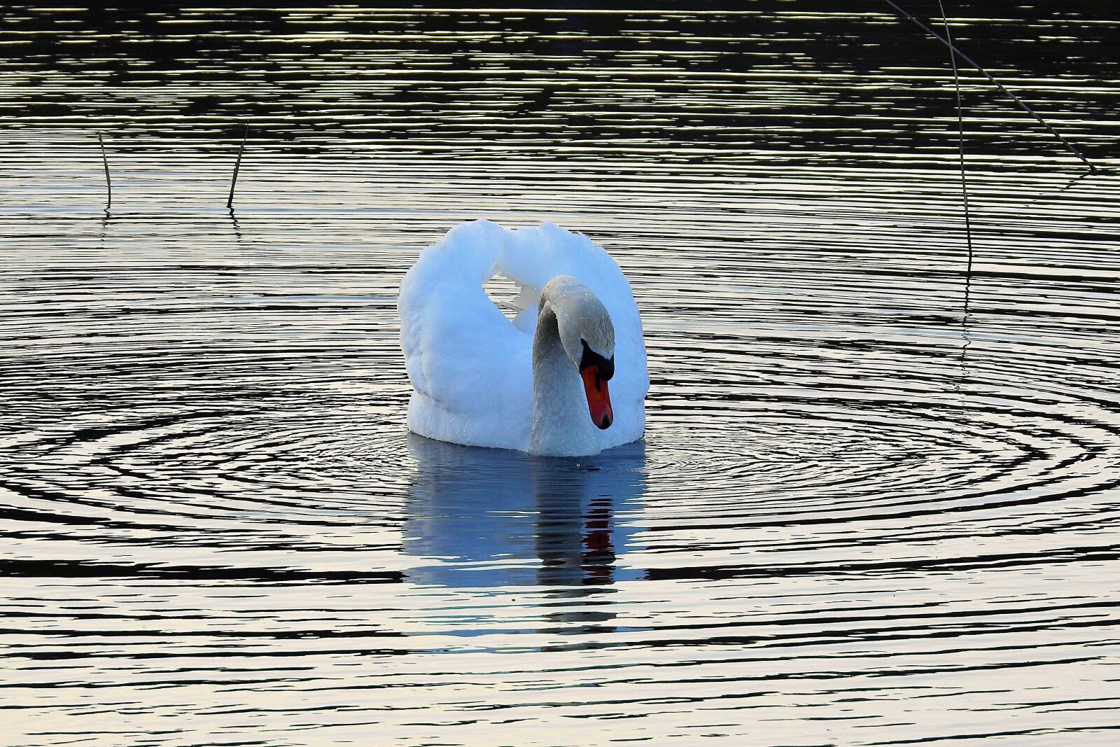 Nikon Coolpix P900 sample photo. Lake, nature, the wave photography