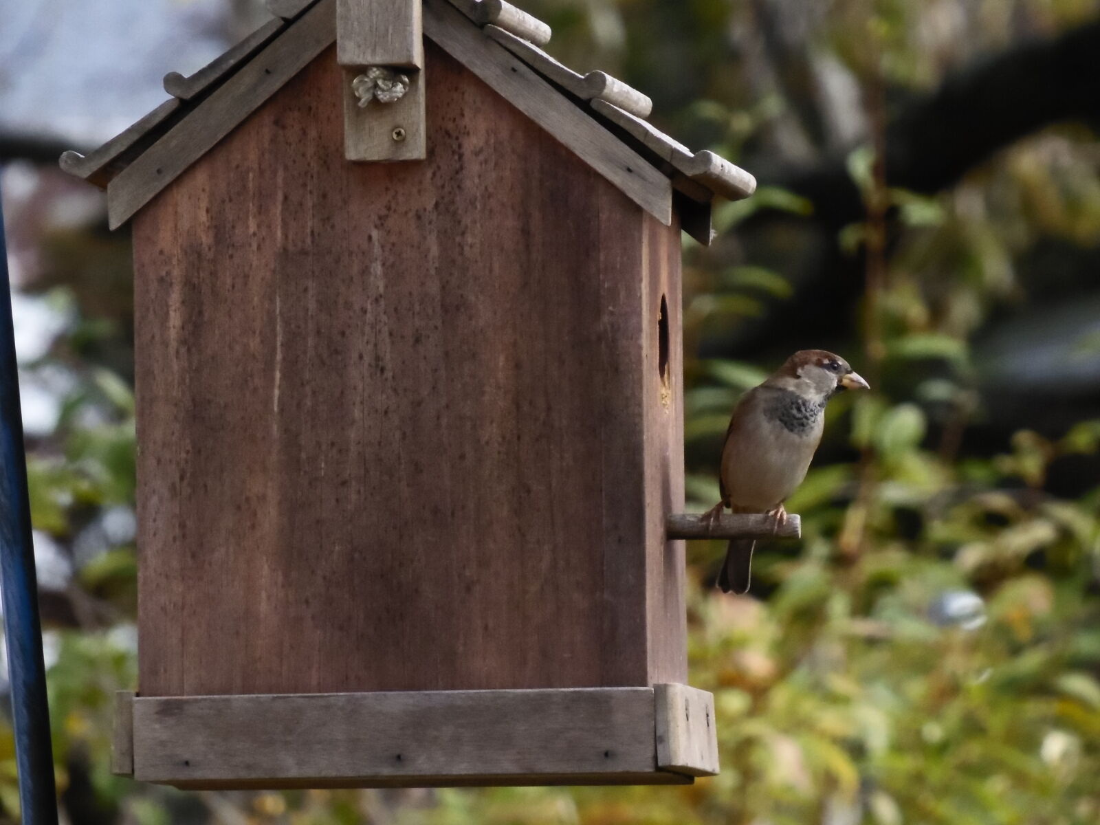 Samsung WB2200F sample photo. Bird, bird, house, nature photography