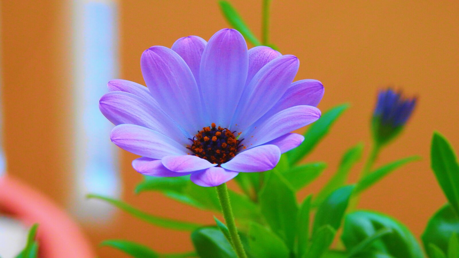 Nikon Coolpix P900 sample photo. Margaret, summer, garden photography
