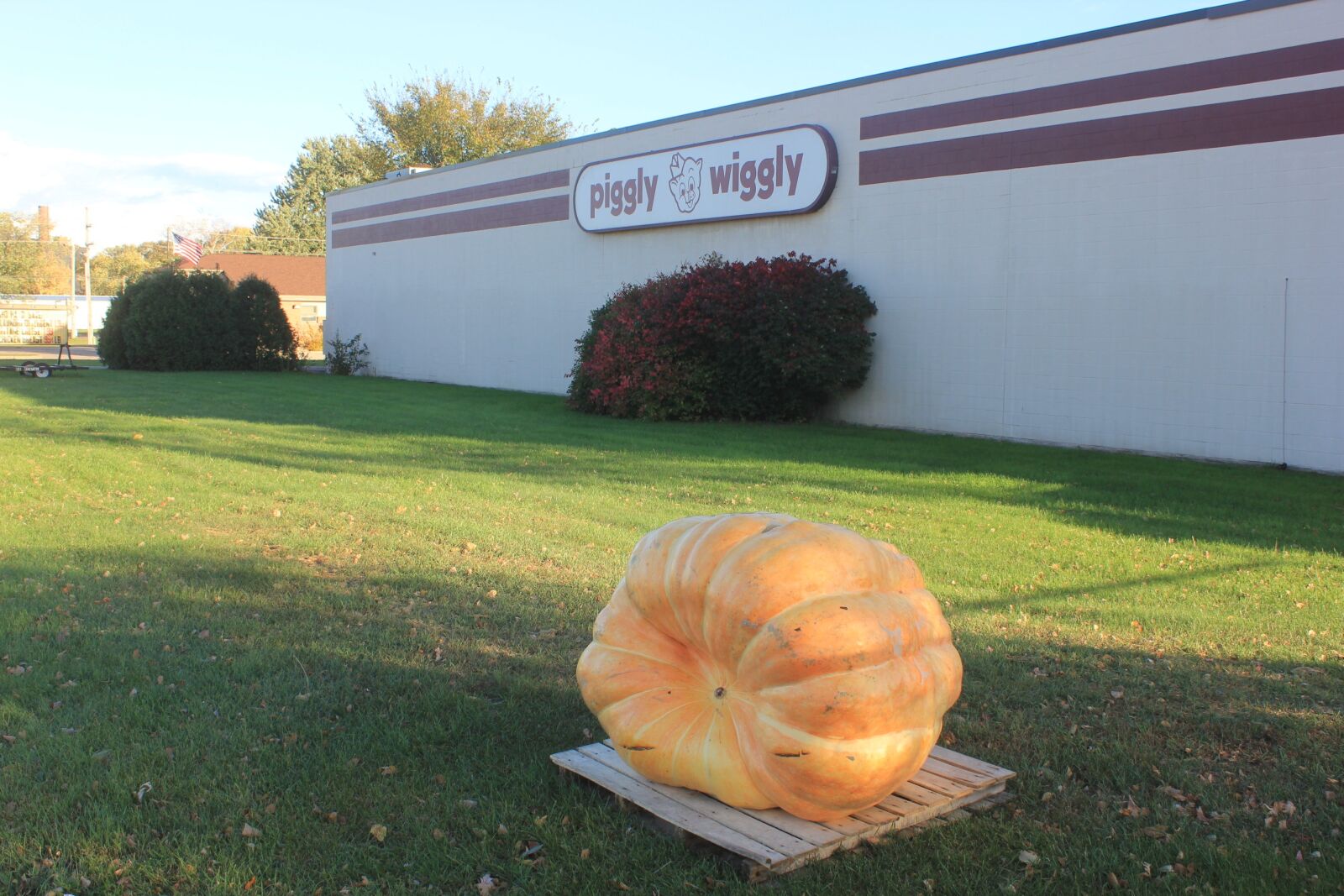 Canon EOS 550D (EOS Rebel T2i / EOS Kiss X4) sample photo. Giant, pumpkin, autumn photography