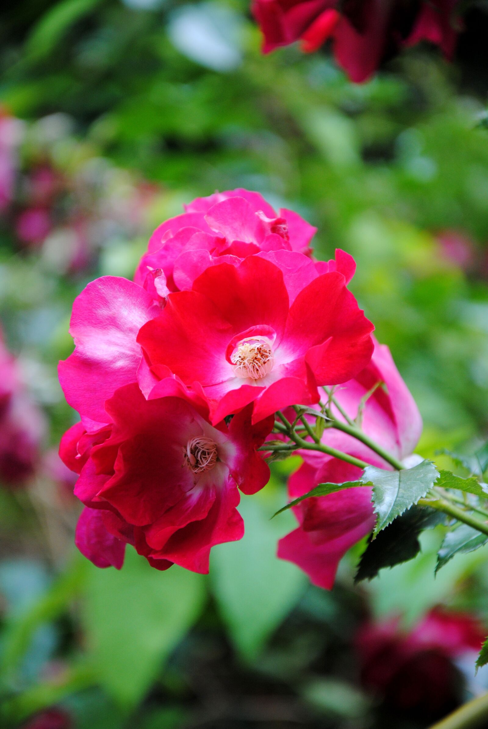 Nikon D3000 sample photo. Love, leaf, romantic photography