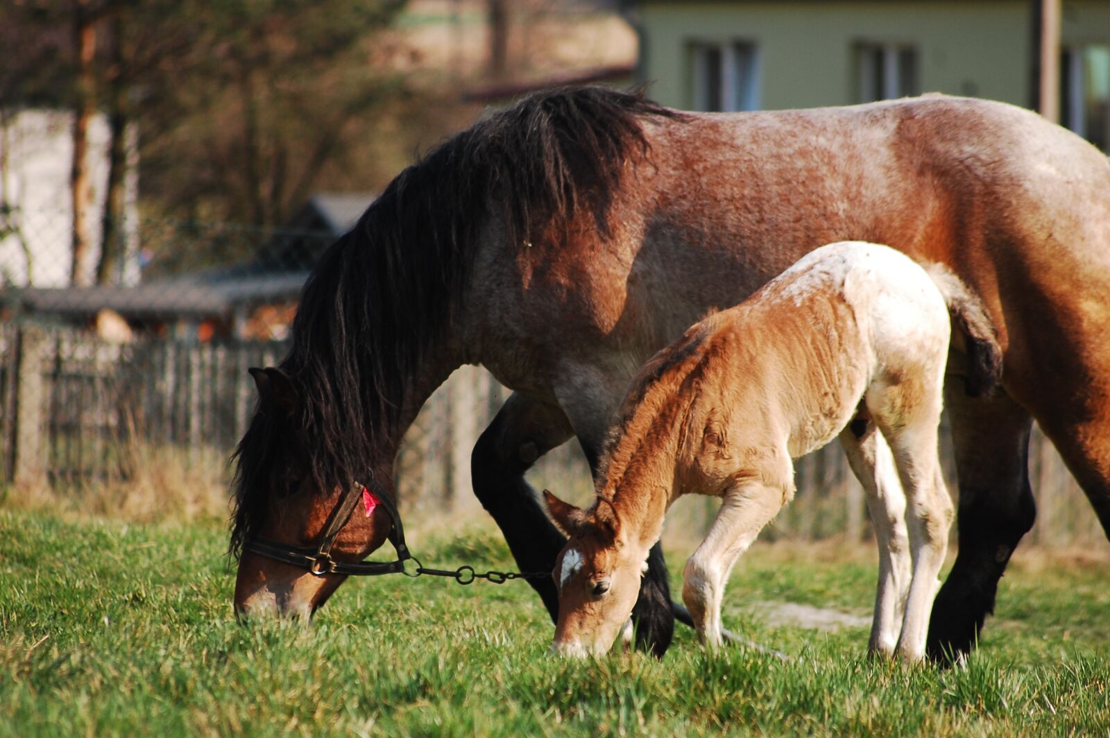 Nikon D40 sample photo. Horse, the horse, offspring photography