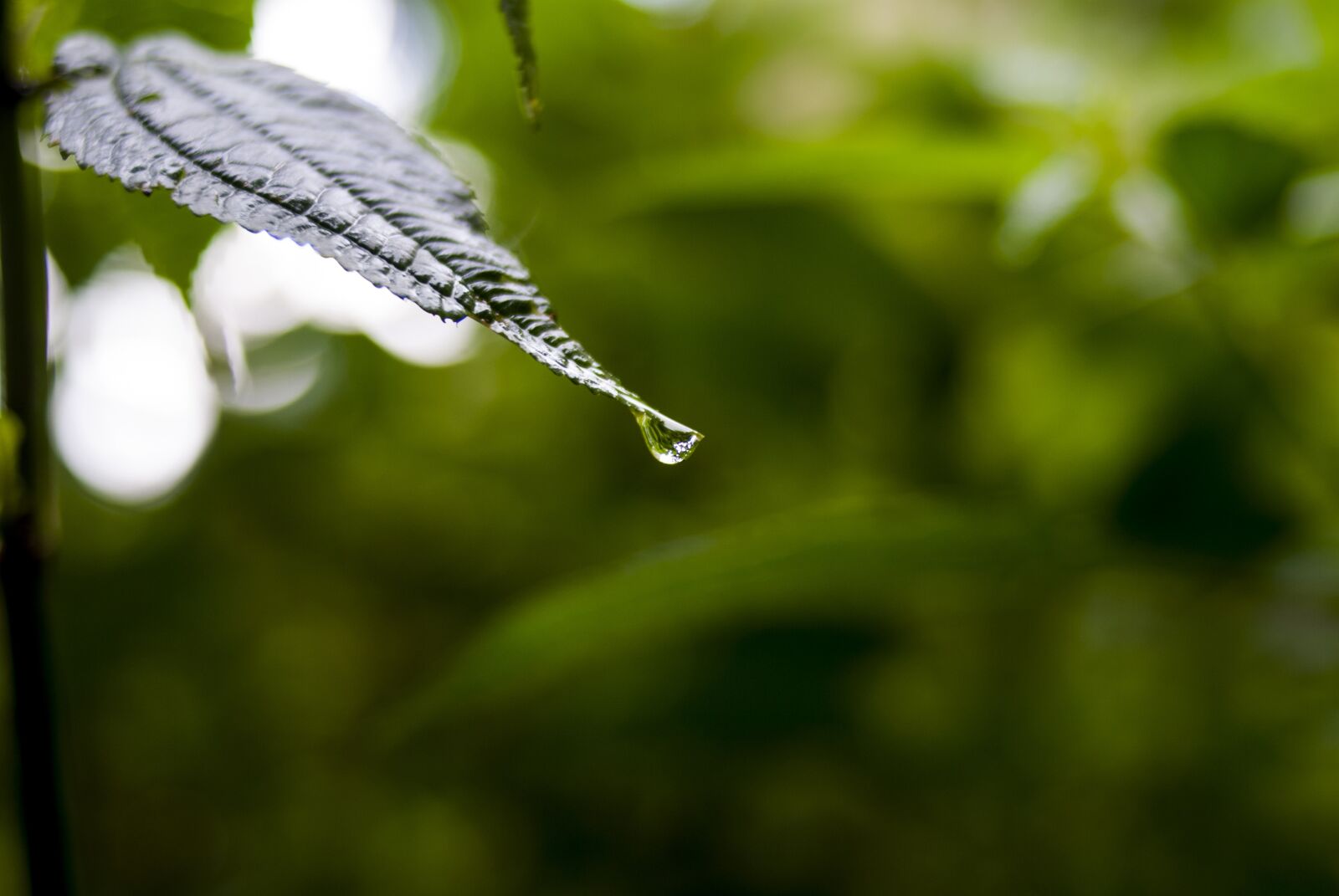Nikon D60 sample photo. Nature, plant, leaf photography