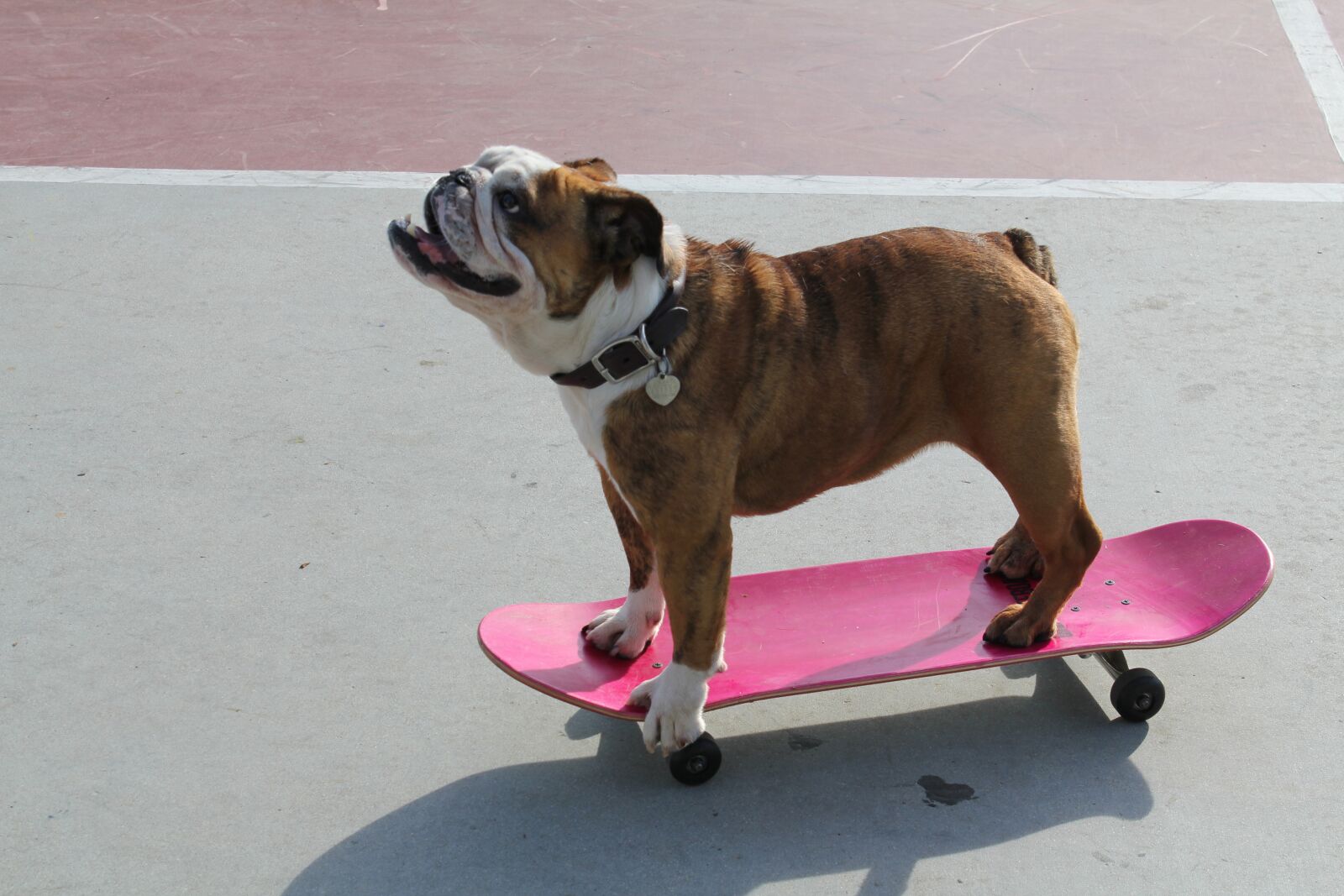 Canon EOS 550D (EOS Rebel T2i / EOS Kiss X4) sample photo. Dog, canine, pet photography