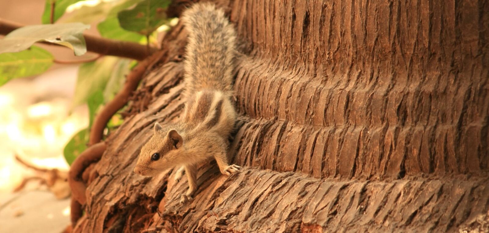 Canon EOS 1000D (EOS Digital Rebel XS / EOS Kiss F) sample photo. Squirrel, rodent, tree, animal photography