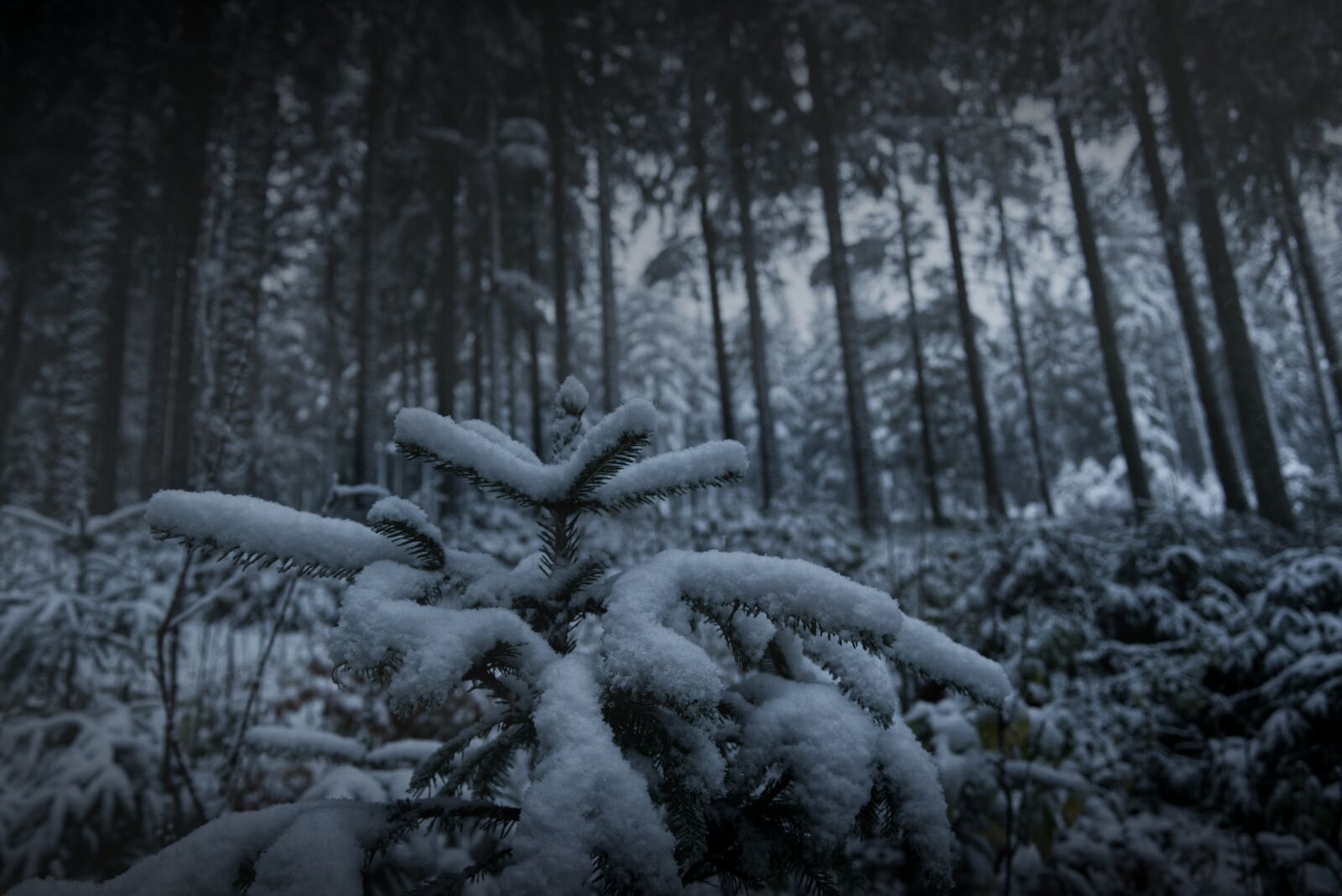 Nikon D5300 sample photo. Forest, cold, winter photography