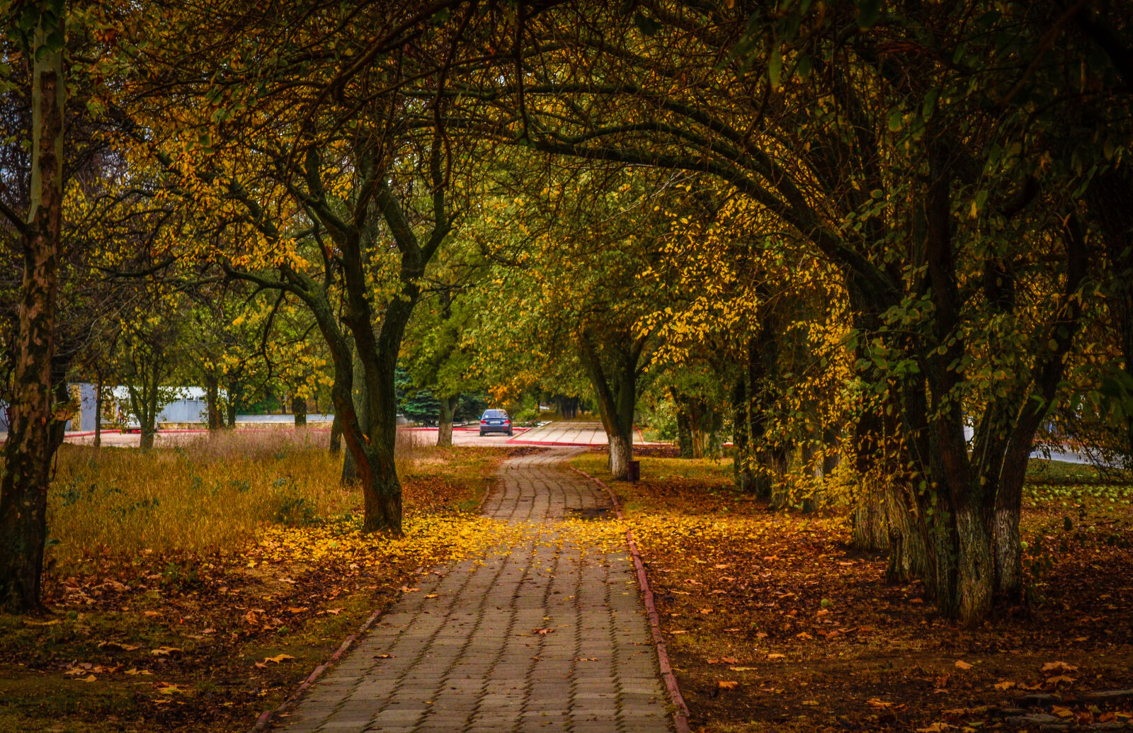 Nikon D3100 sample photo. Autumn, city, park, leaves photography