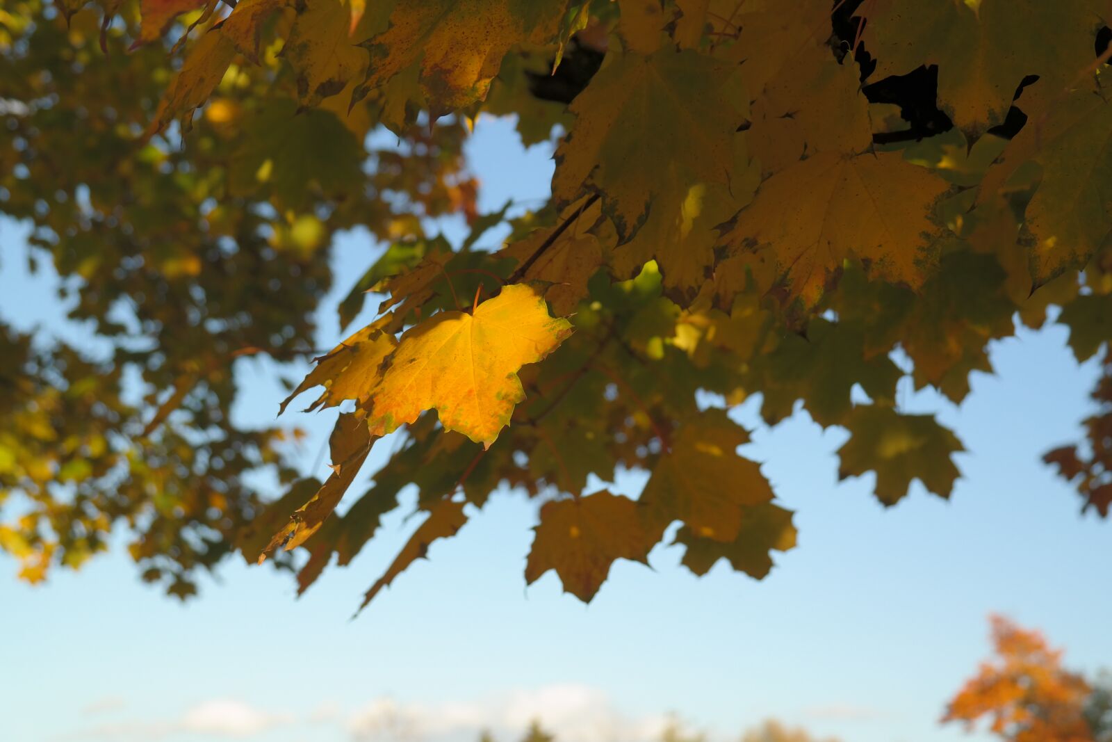 Samsung NX300 sample photo. Maple, acer platanoides, needle photography