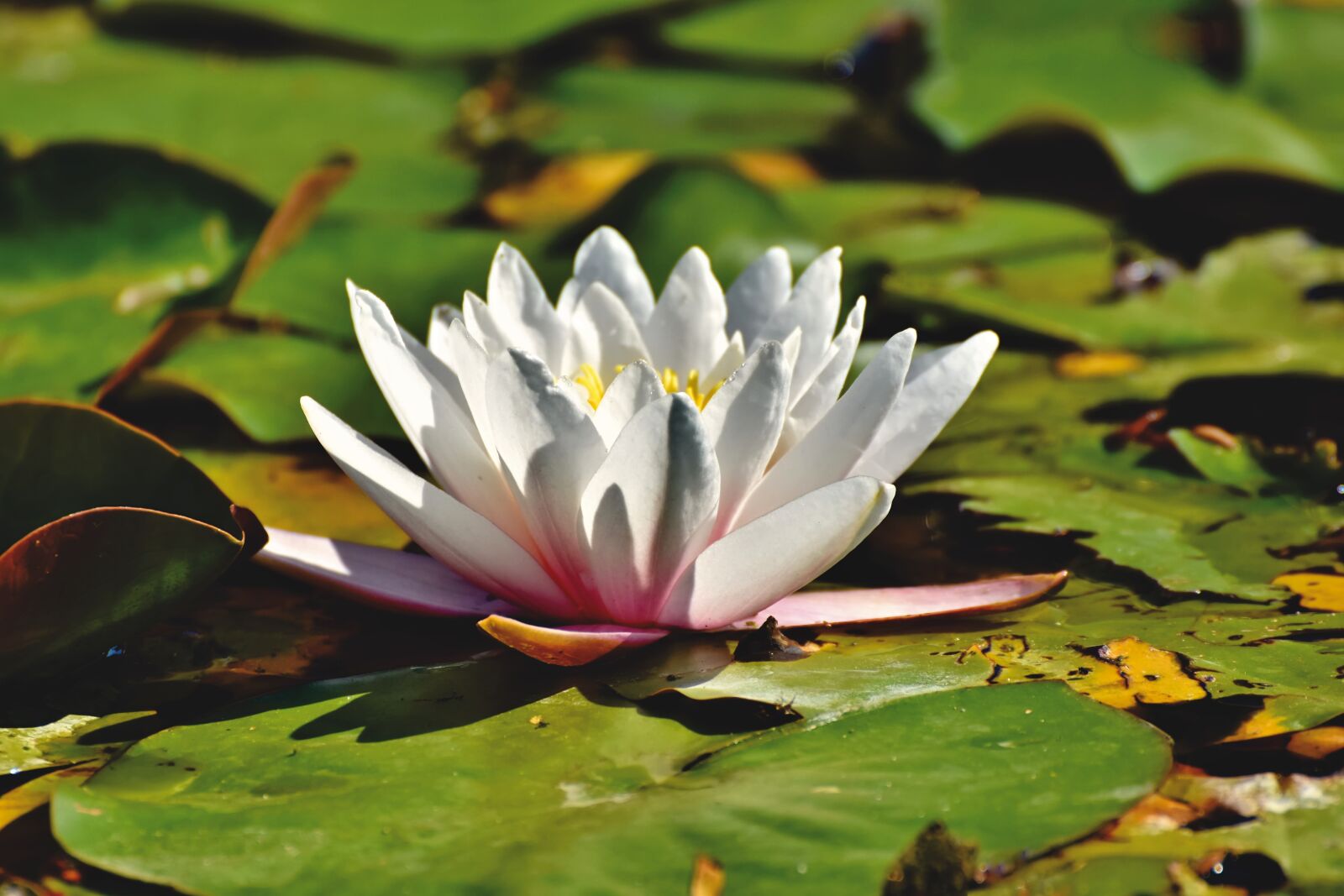 Nikon D7200 sample photo. Water lily, aquatic plant photography