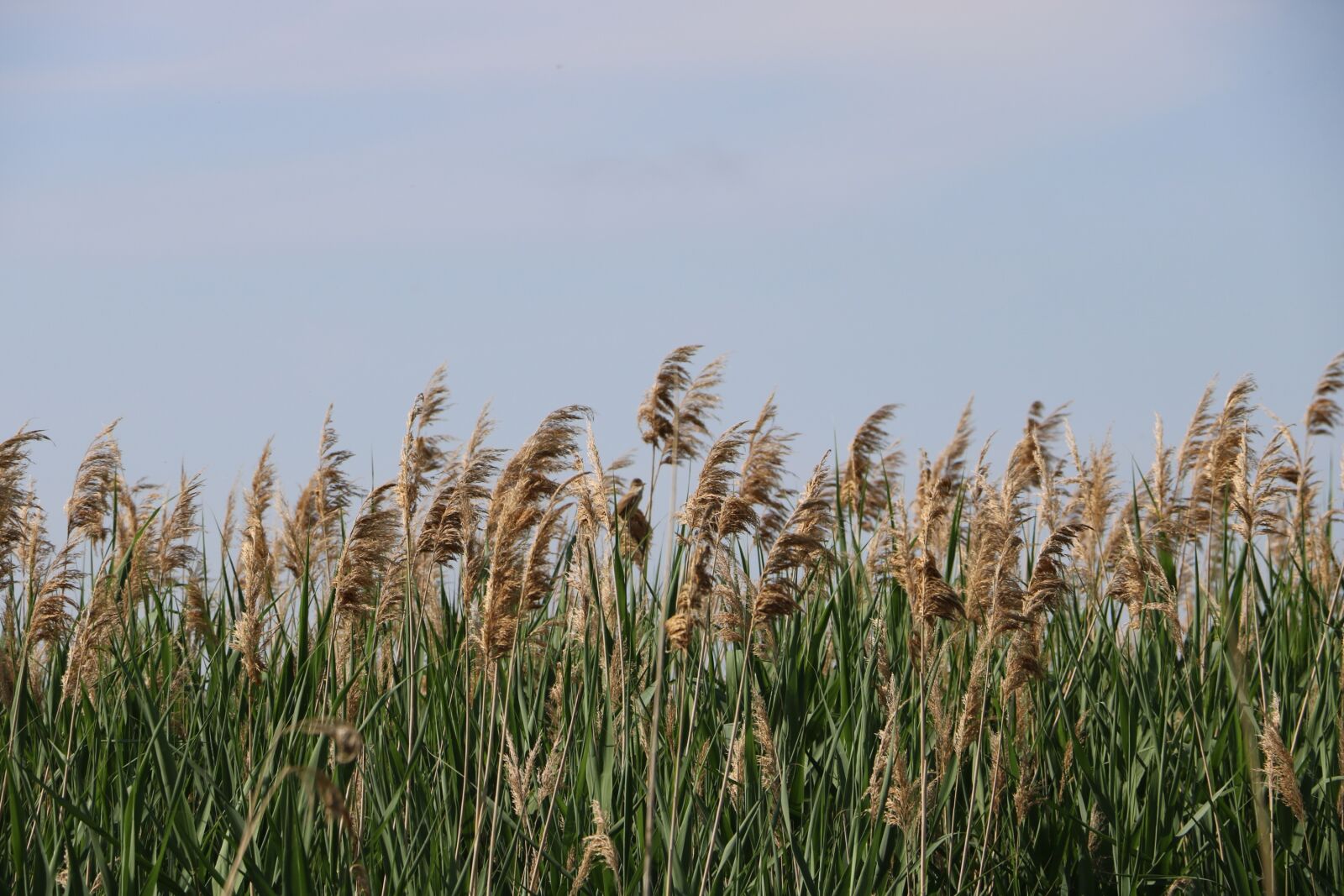 Canon EOS 750D (EOS Rebel T6i / EOS Kiss X8i) sample photo. Phragmites australis, lake, reed photography
