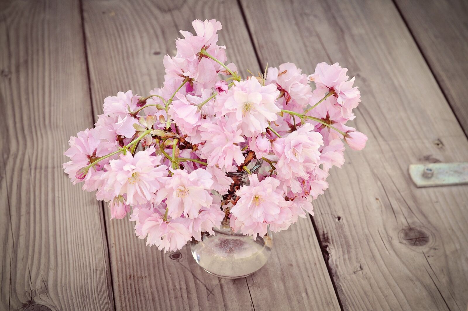Nikon D90 sample photo. Cherry blossoms, cherry blossom photography