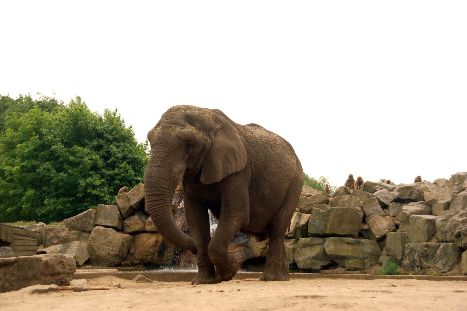 Nikon D50 sample photo. Elephant, zoo park, nature photography