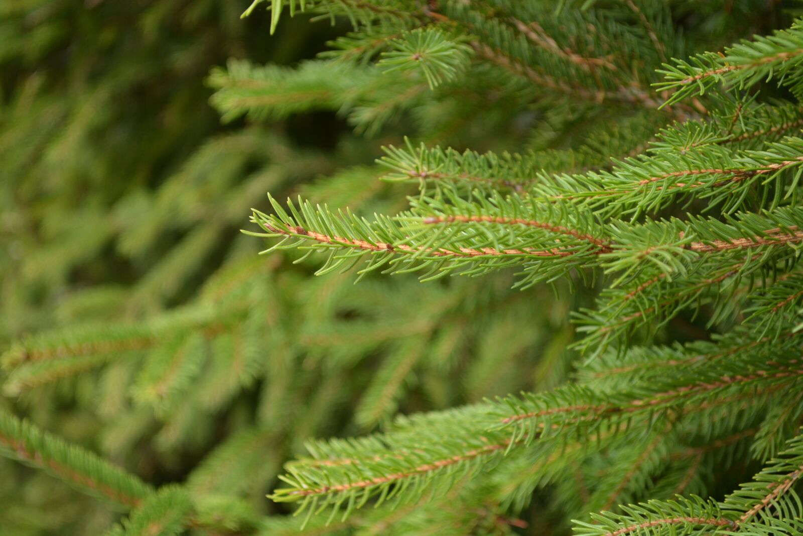 Nikon D5200 sample photo. Branches, aesthetic, fir tree photography