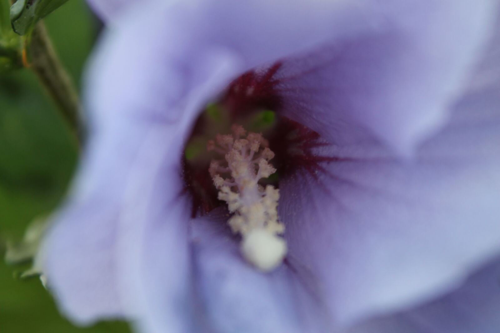 Canon EOS 1100D (EOS Rebel T3 / EOS Kiss X50) sample photo. Bloom, blooming, blossom, botanical photography