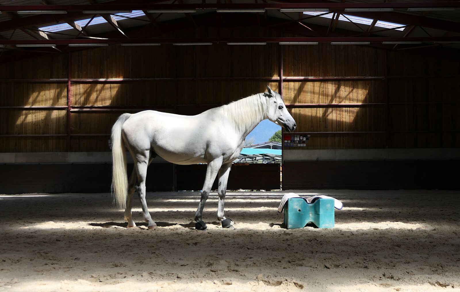 Panasonic Lumix DMC-FZ2500 (Lumix DMC-FZ2000) sample photo. Thoroughbred, arabic, white photography