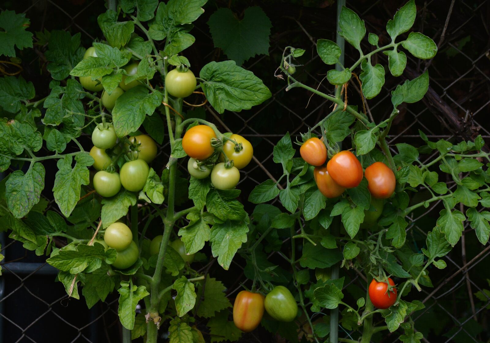 Nikon D5200 sample photo. Tomatoes, bush tomatoes, garden photography