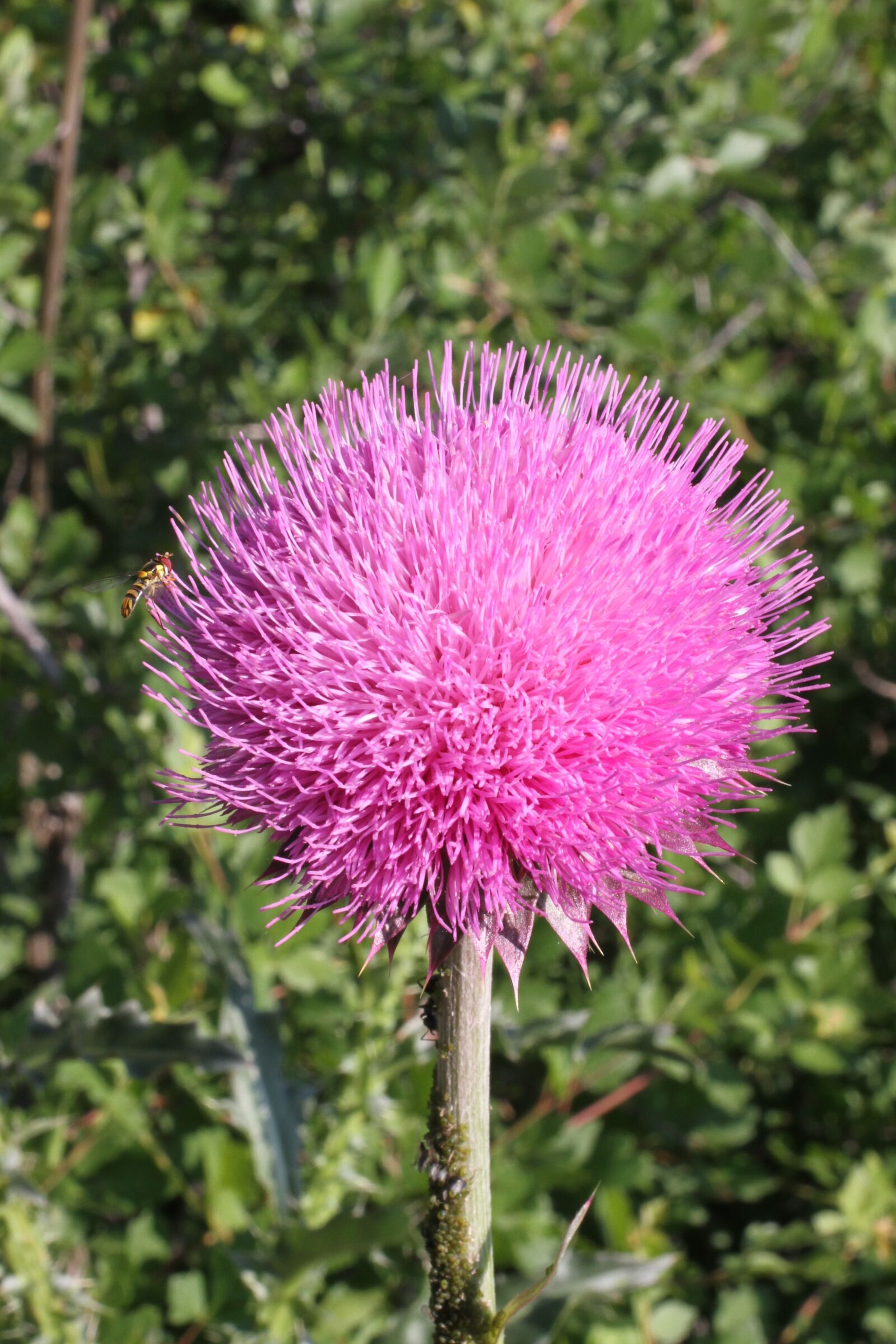 Canon EOS 7D sample photo. Pink, flower, colorado photography