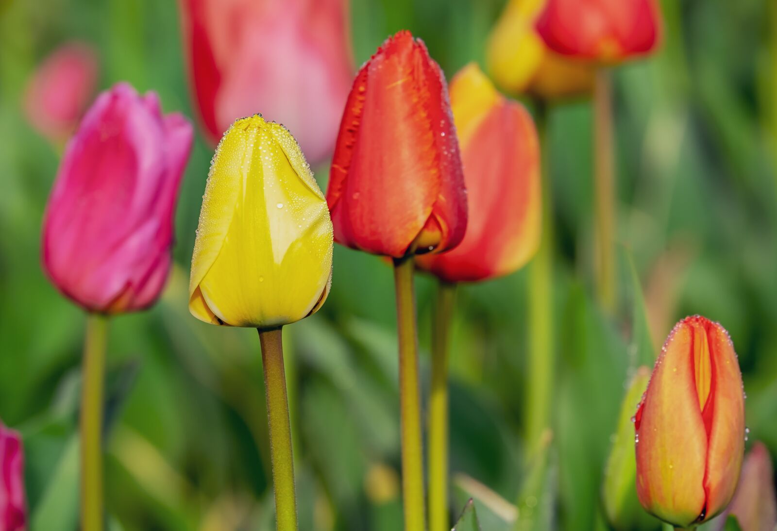 Fujifilm XF 55-200mm F3.5-4.8 R LM OIS sample photo. Tulip, closed, flower photography