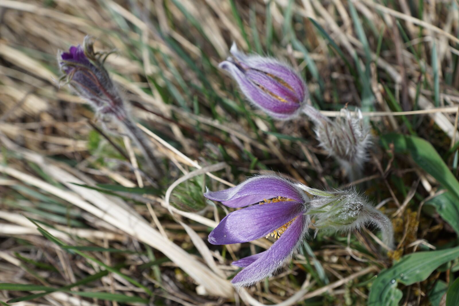 Sony DT 16-50mm F2.8 SSM sample photo. Pasqueflower, flower, purple photography