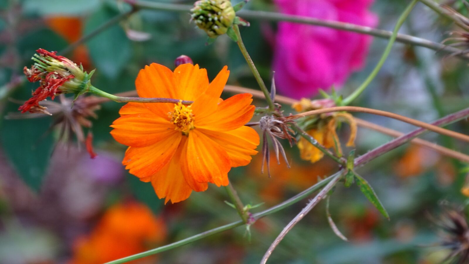Sony Cyber-shot DSC-HX400V sample photo. Orange, flower, garden photography