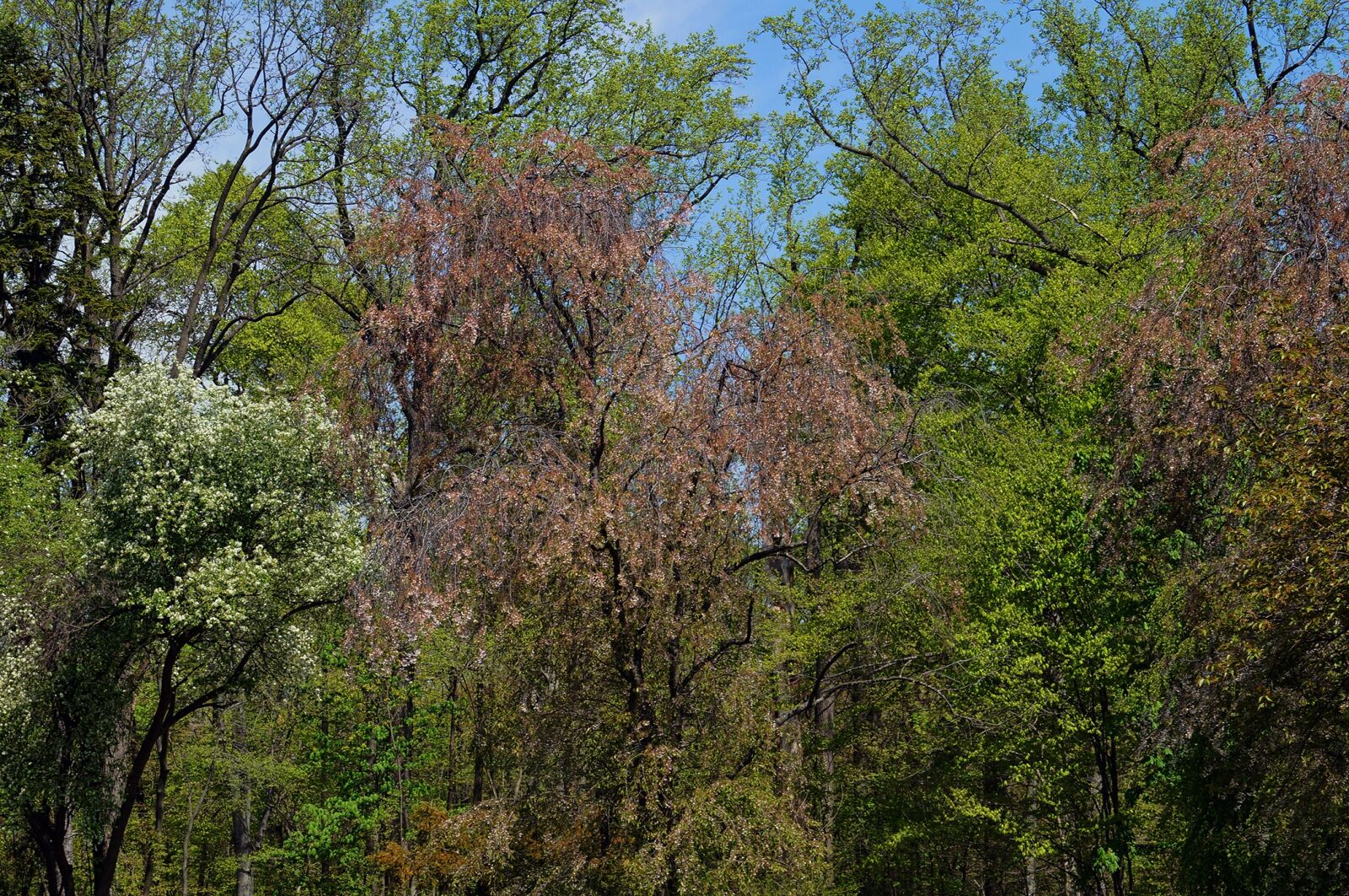 Sony SLT-A57 sample photo. Trees, plants, nature photography