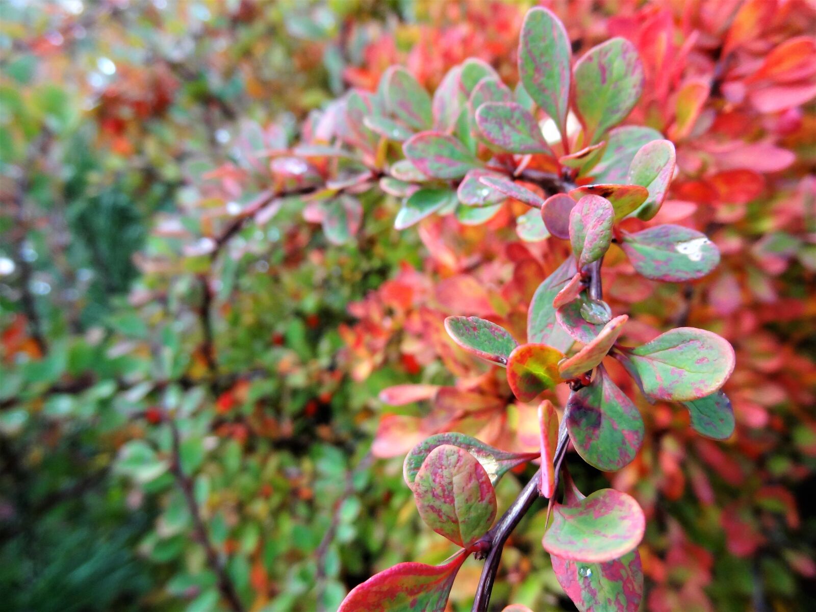 Sony Cyber-shot DSC-HX9V sample photo. Nature, autumn, nostalgia photography