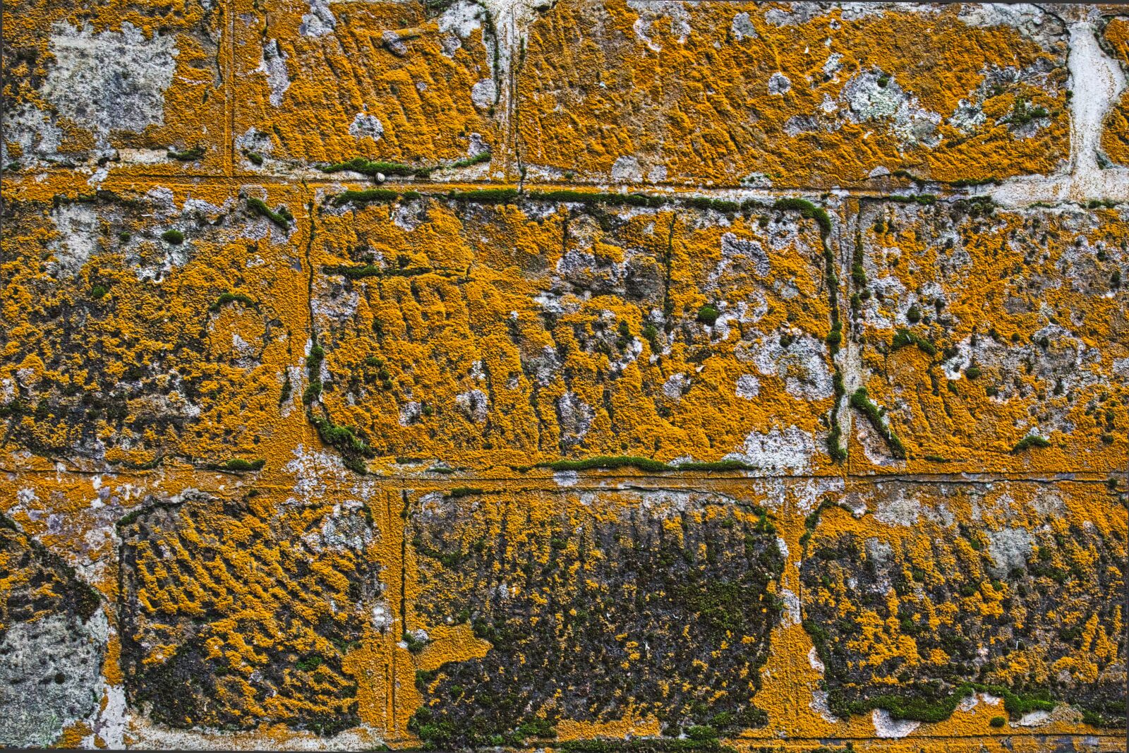 Canon EOS 6D sample photo. Stone, wall, moss photography