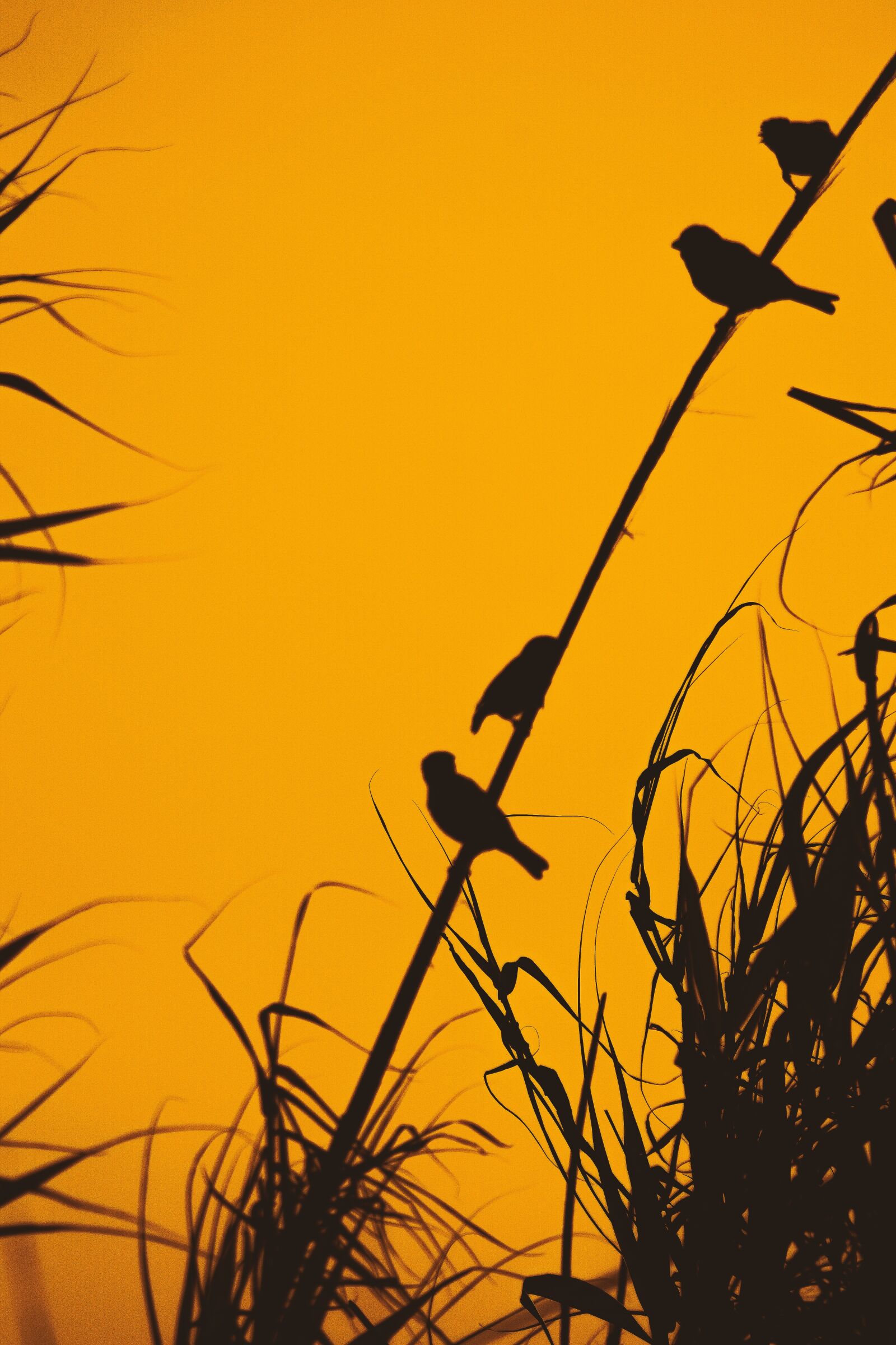 Nikon D3300 sample photo. Birds, sparrows, reeds photography