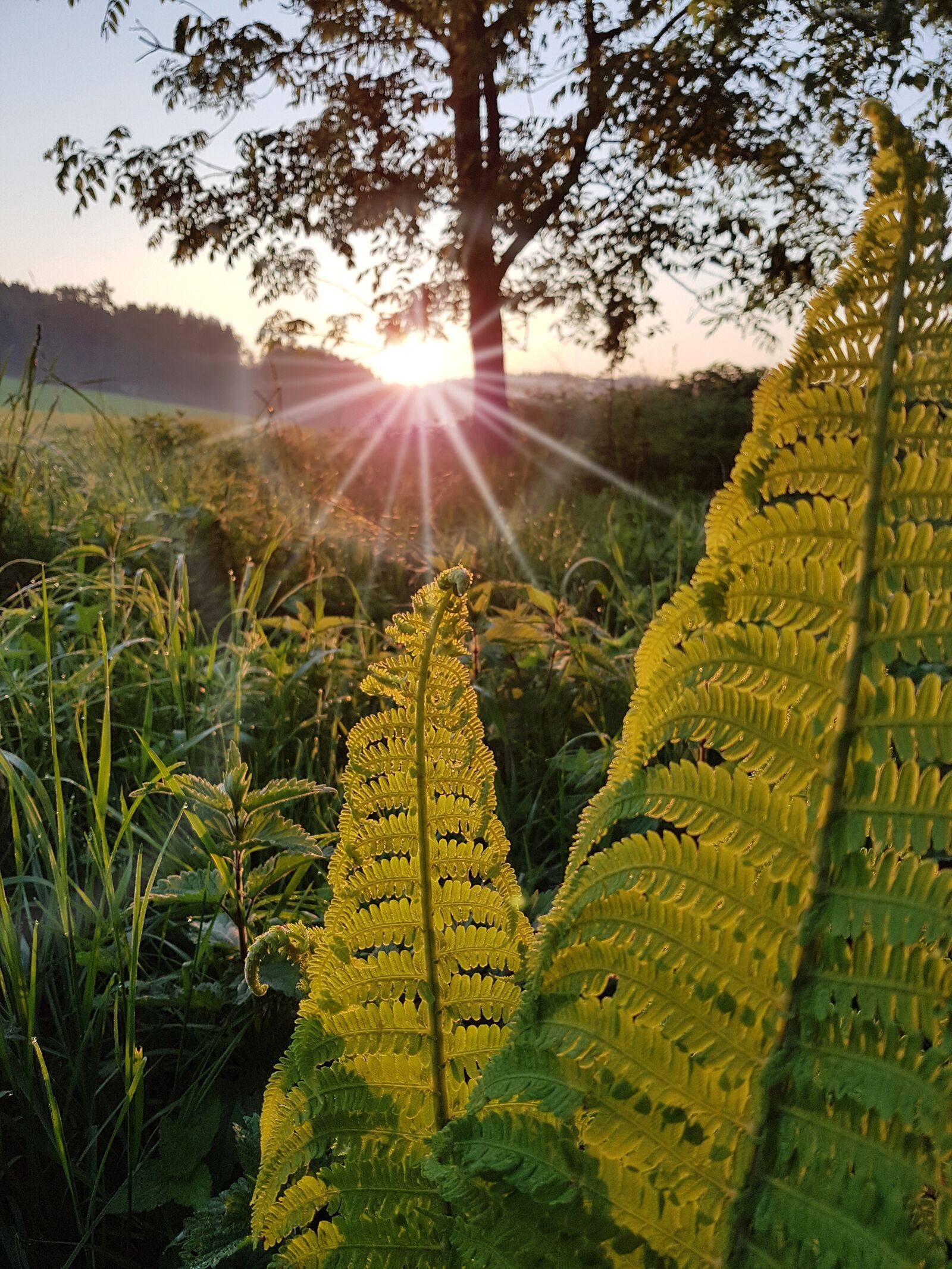 Samsung Galaxy S7 Edge sample photo. Sun, fern, morning photography