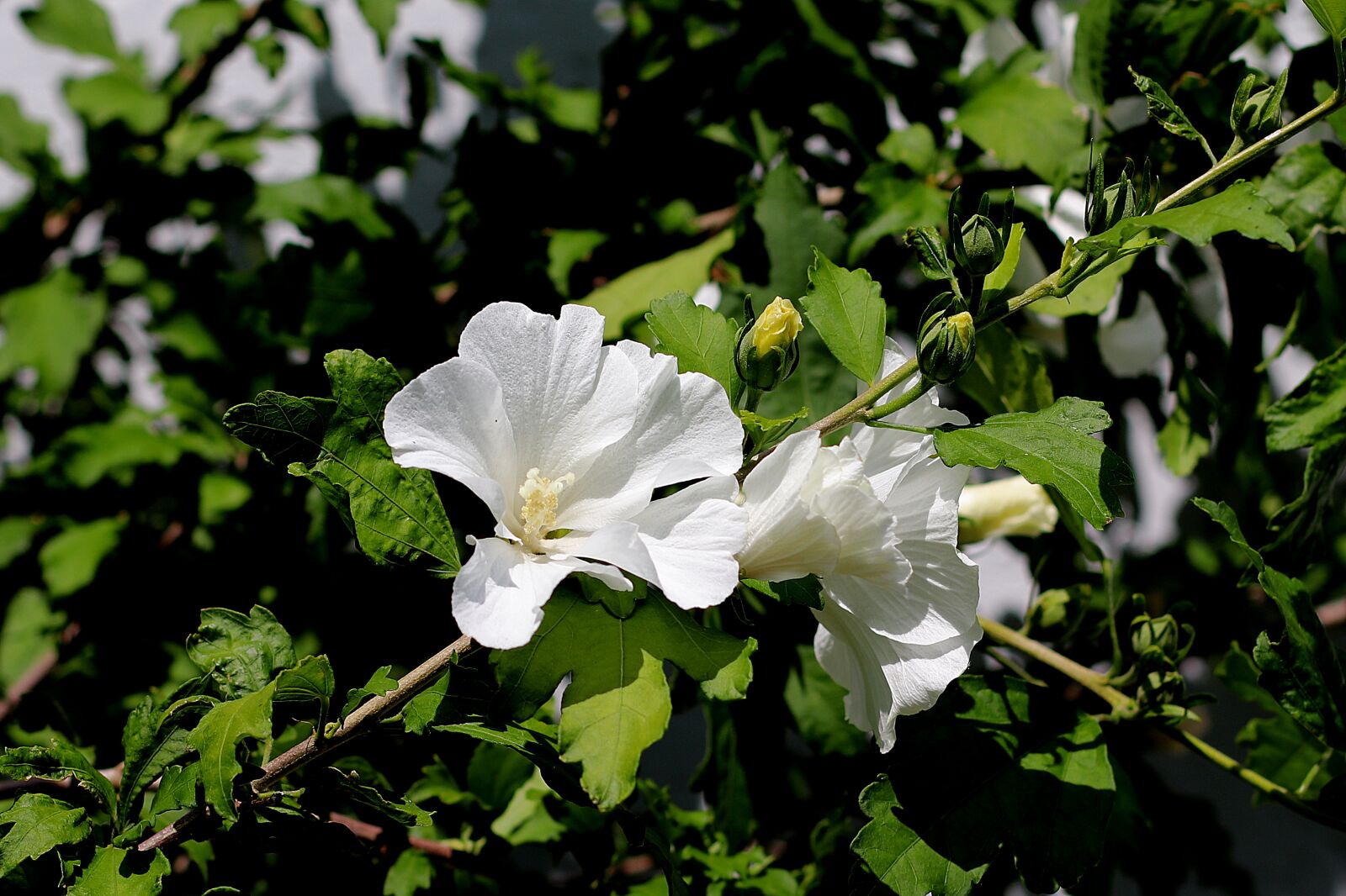 Canon EF 50mm F1.4 USM sample photo. Hibiscus, blossom, bloom photography