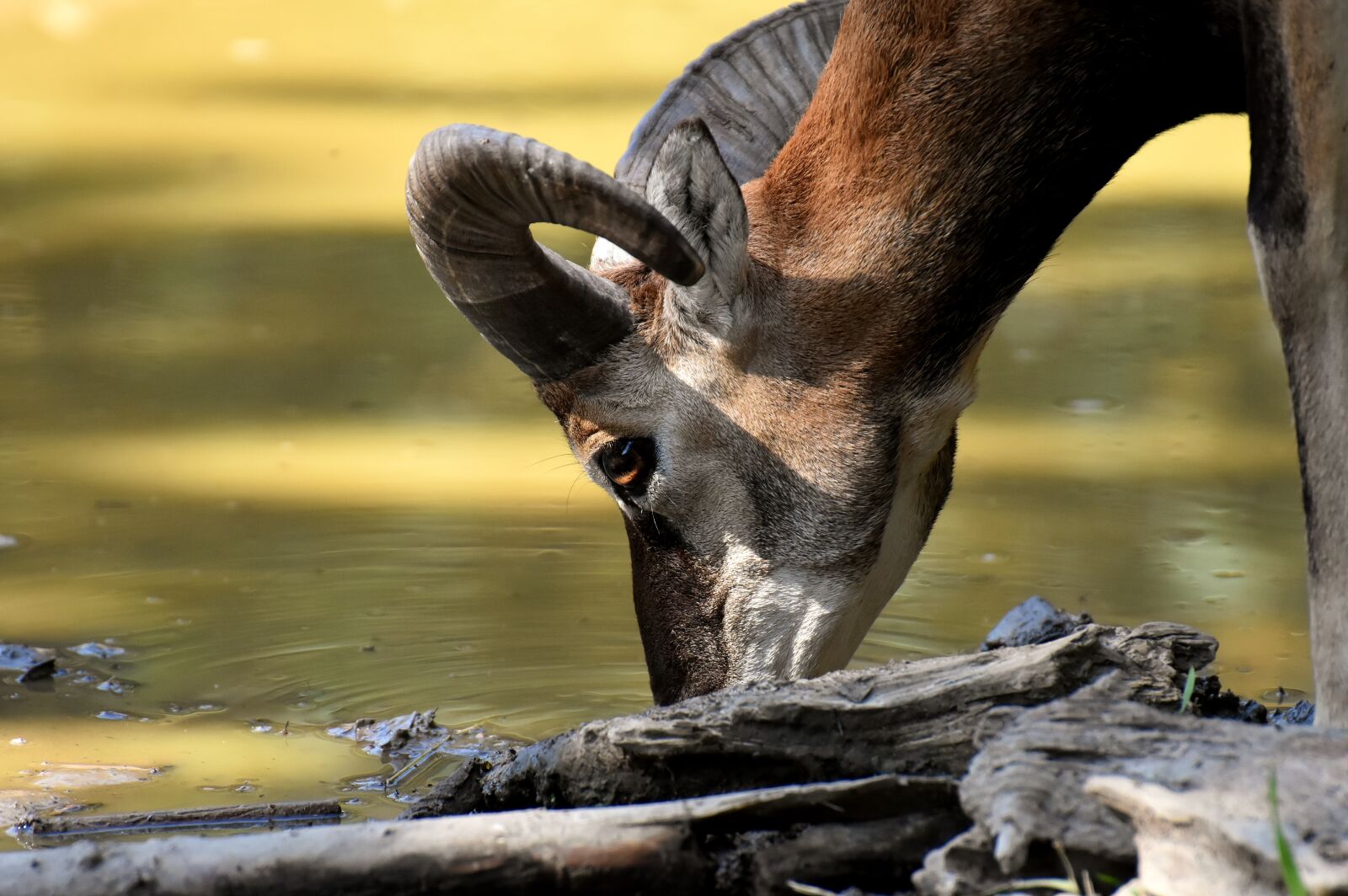 Nikon D7200 sample photo. Mouflon, wild animal, european photography