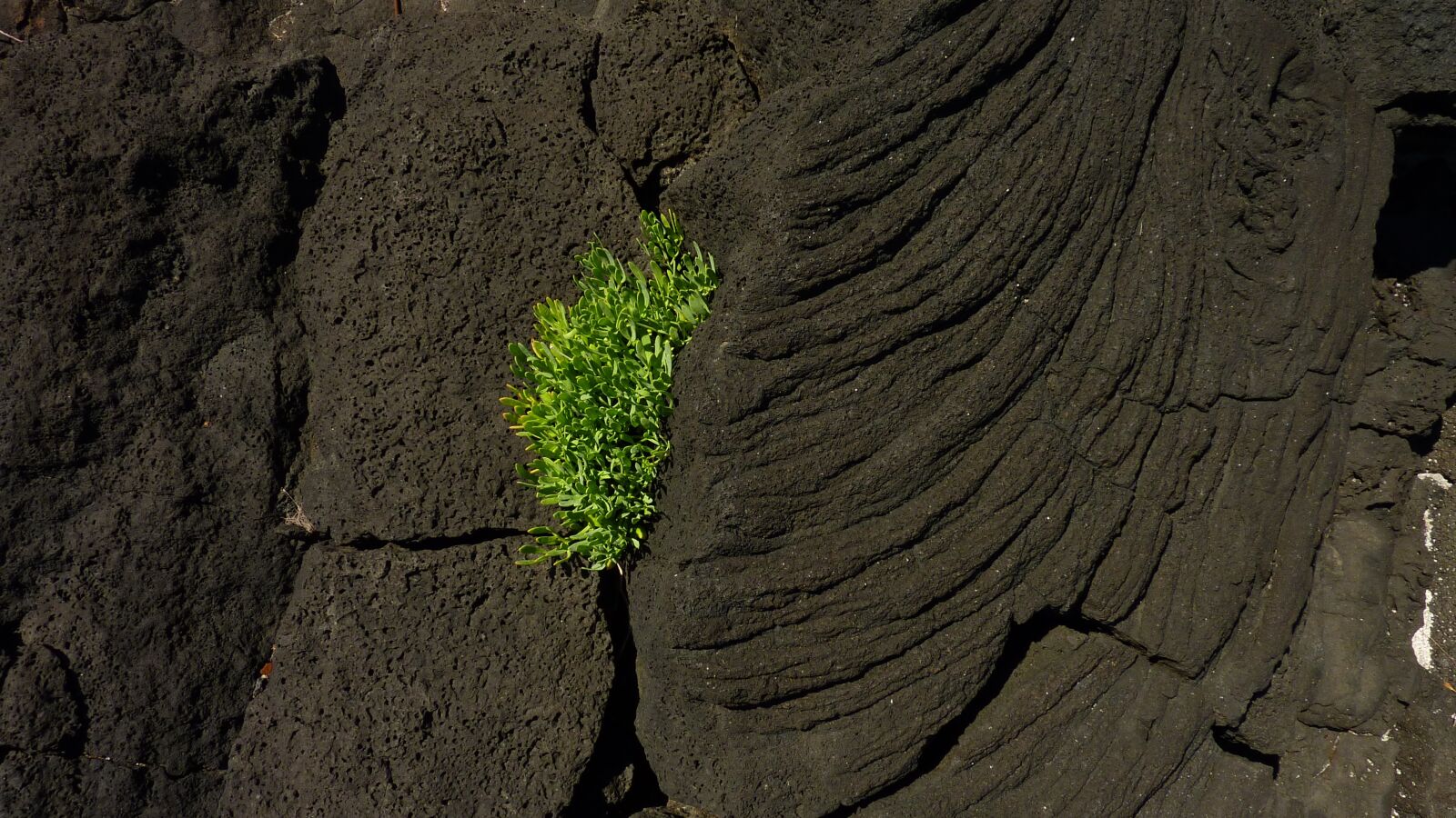 Panasonic DMC-TZ7 sample photo. Lava, plant, volcanic rock photography
