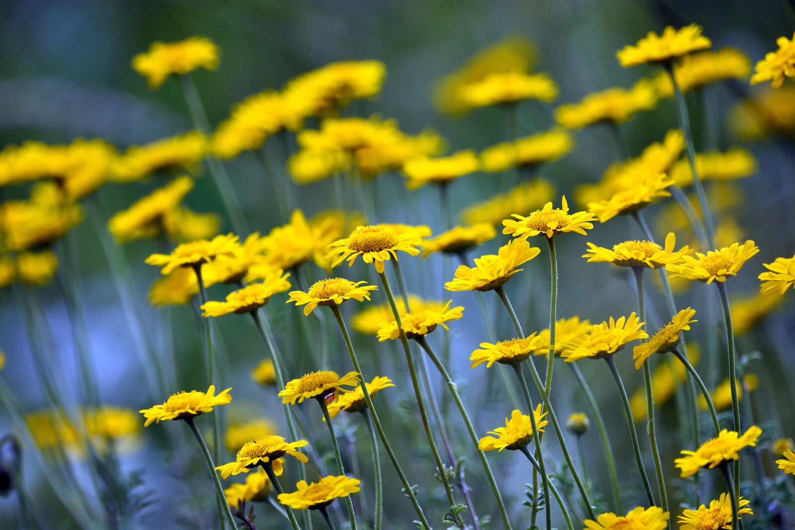 Nikon D3400 sample photo. Flowers, flower, meadow photography