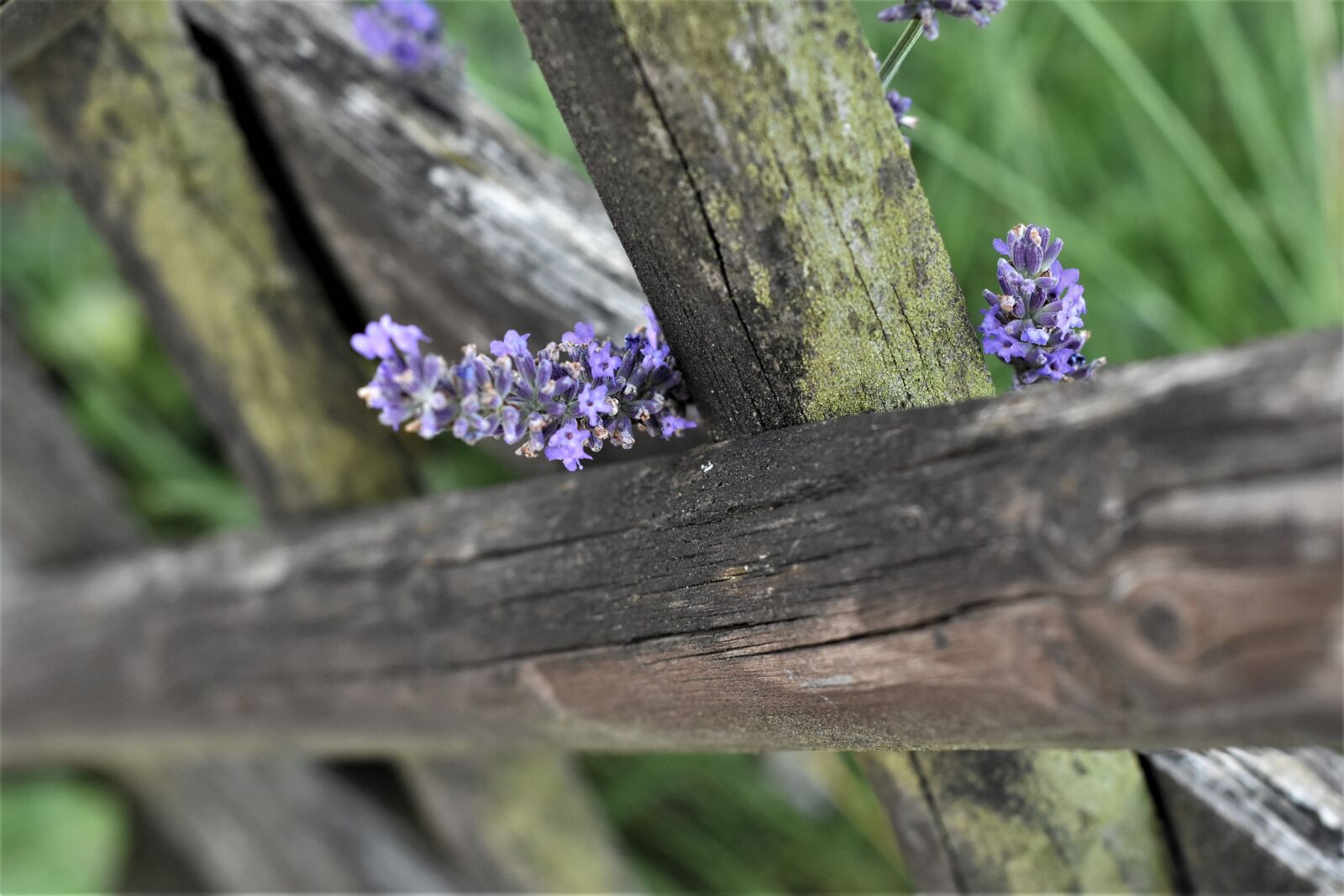 Nikon D7200 sample photo. Fence, wood fence, garden photography