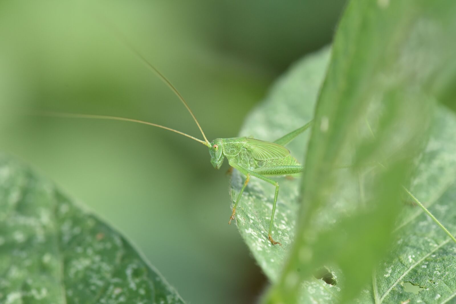 Nikon D810 sample photo. Grasshopper, green, cowpea on photography