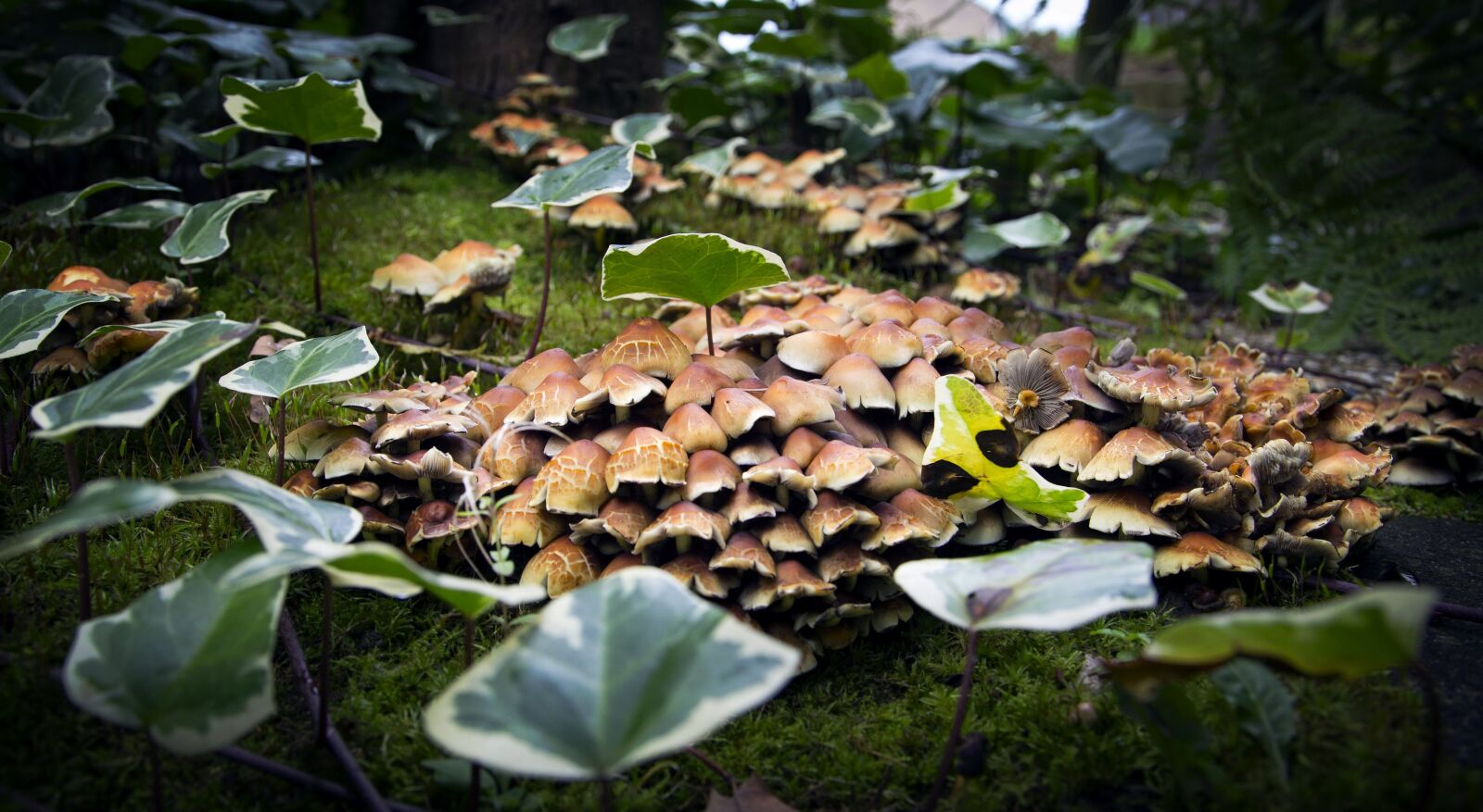 Canon EOS 6D + Canon EF 24-105mm F4L IS USM sample photo. Mushrooms, forest, plant photography