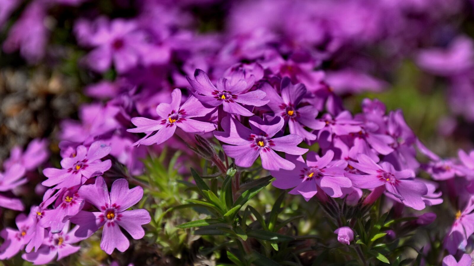 Nikon D90 sample photo. Purple flower, spring flower photography