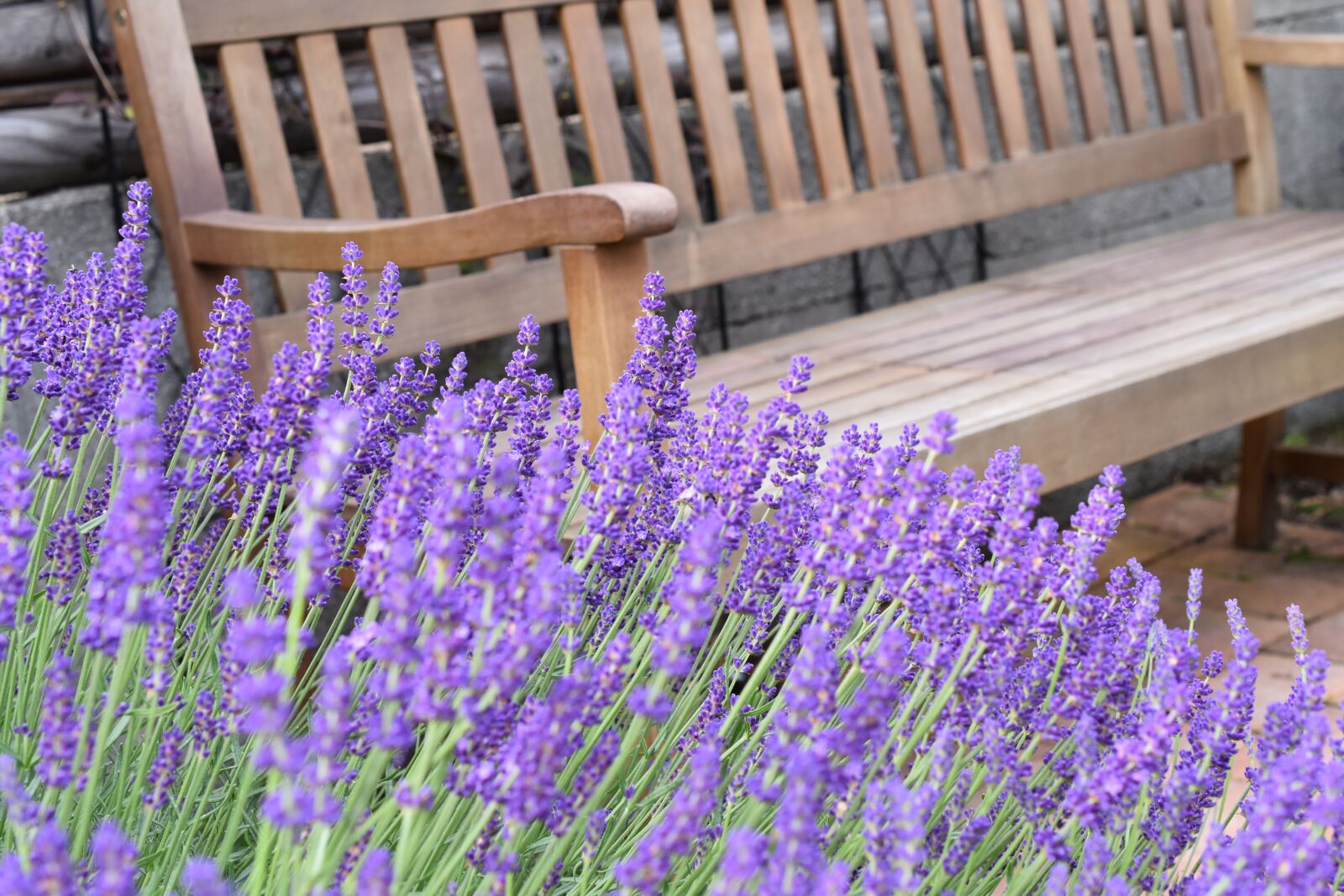 Nikon D5500 sample photo. Flower, plant, lavender photography