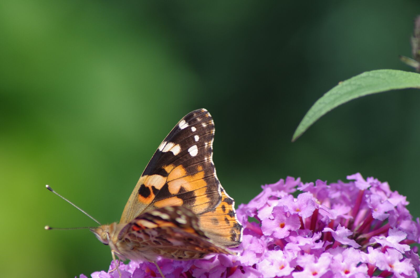 Pentax K-50 sample photo. Summer lilac, butterfly, nature photography