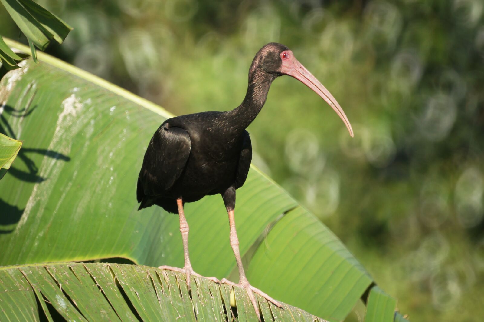 Sony SLT-A55 (SLT-A55V) + Sony 500mm F8 Reflex sample photo. Quindio, nature, colombia photography
