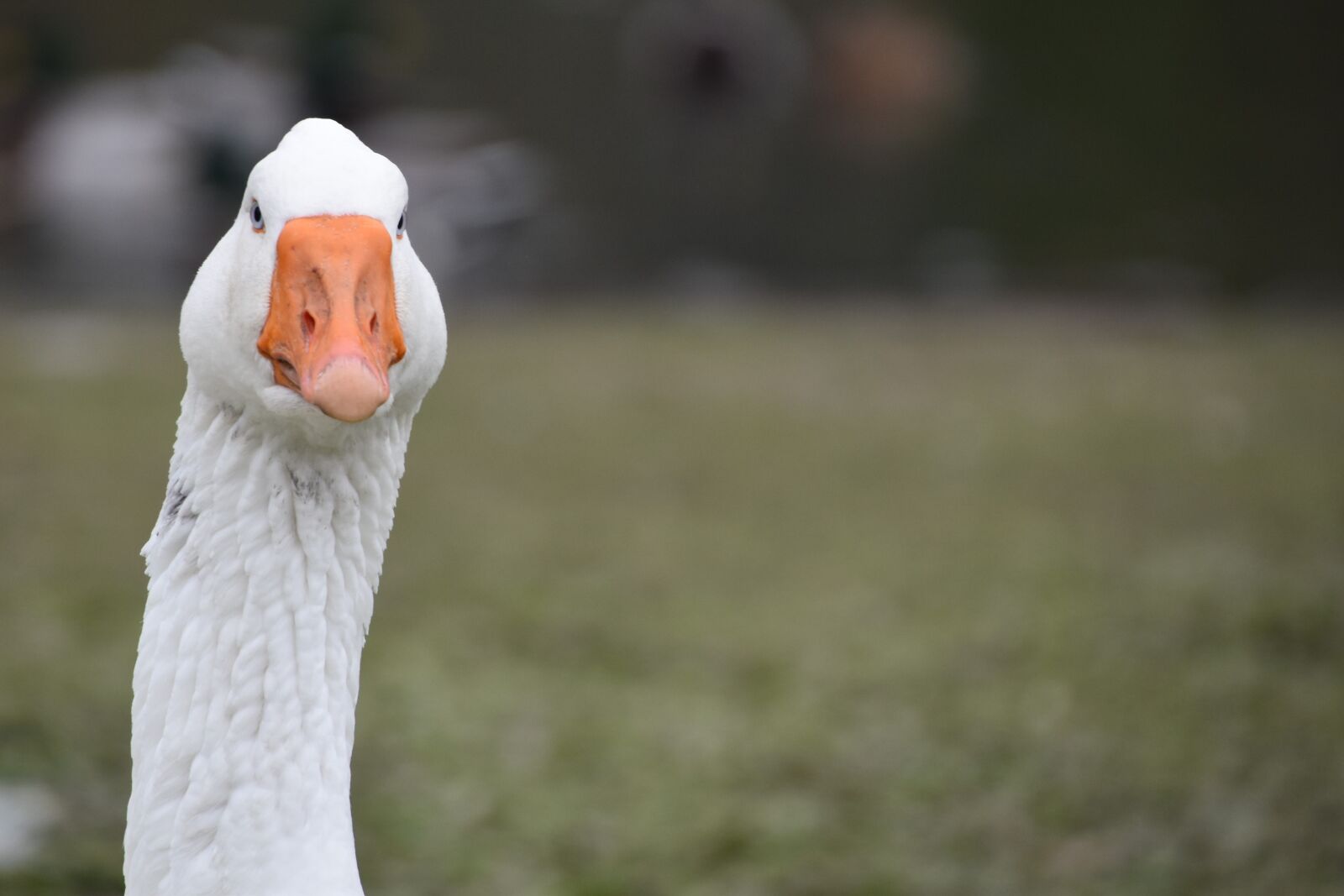 Nikon D5600 sample photo. Goose, volatile, plumage photography