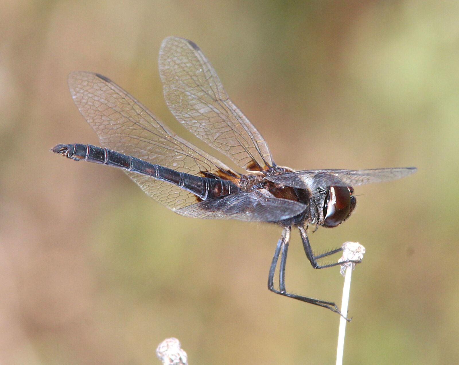 Canon EF 300mm F4L IS USM sample photo