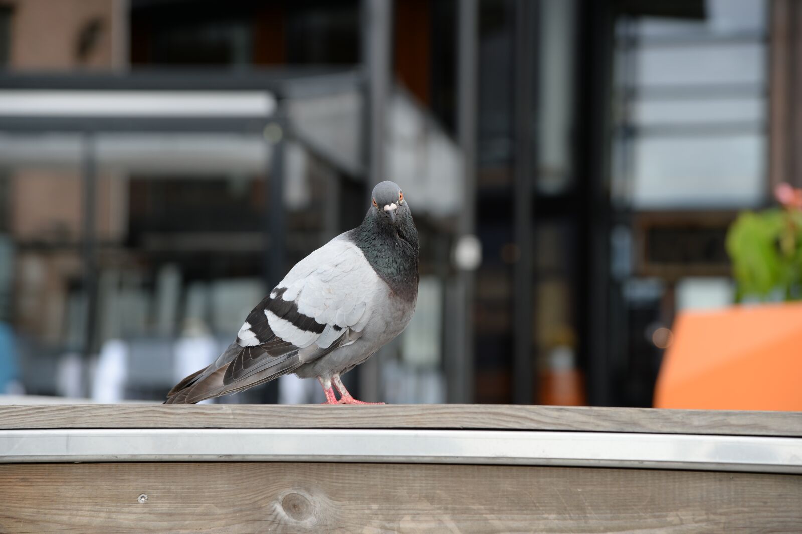 Nikon Df sample photo. Dove, bird, animals photography