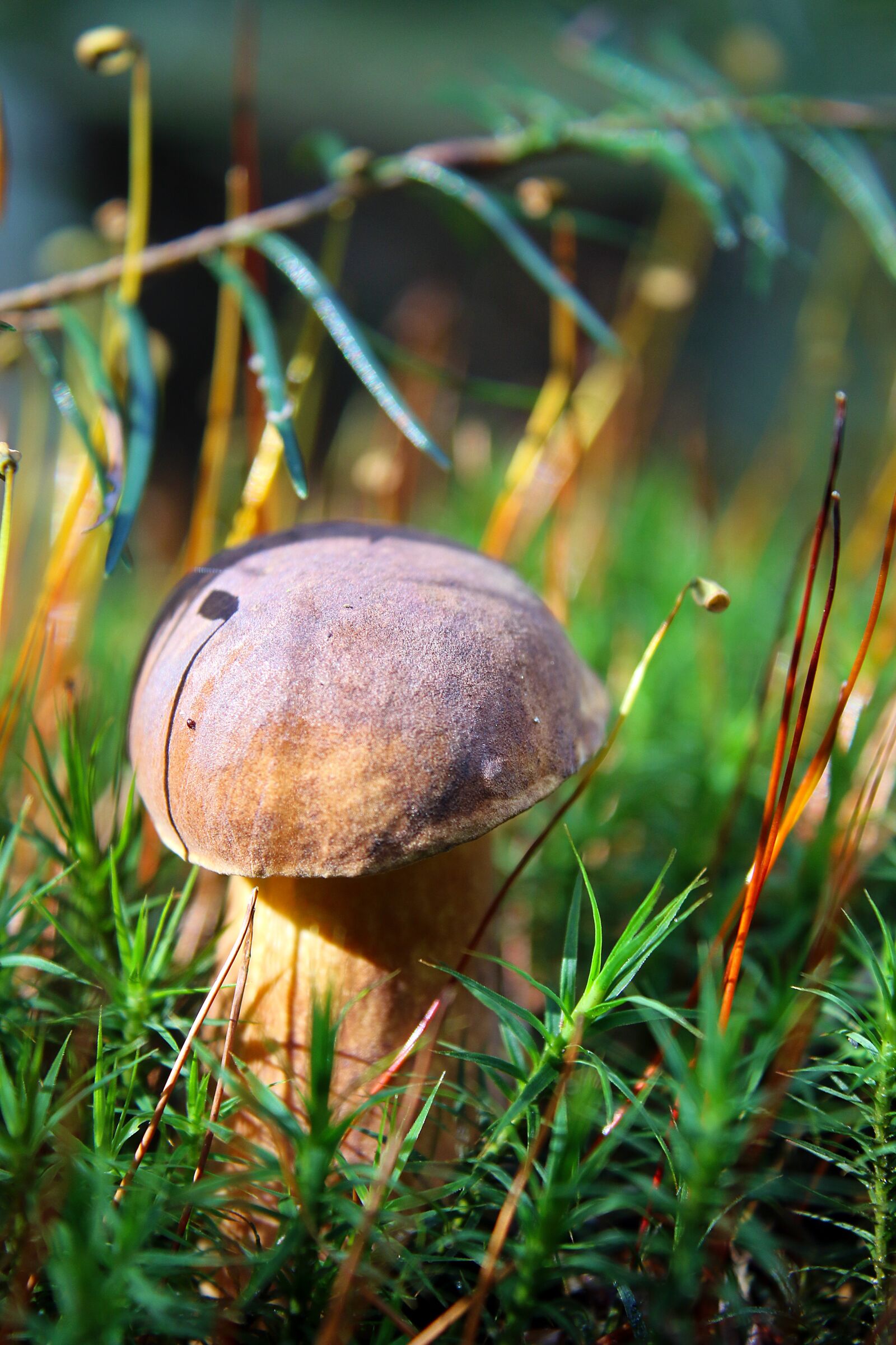 Canon EOS 70D + Canon EF-S 18-55mm F3.5-5.6 IS sample photo. Mushroom, fungi, wild mushroom photography