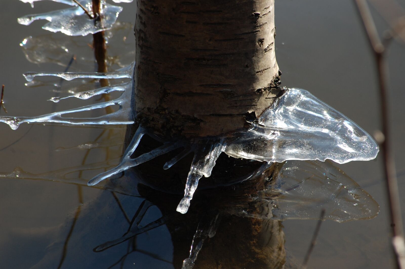 Nikon D40 sample photo. Ice, winter, tree photography